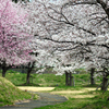 病院の桜