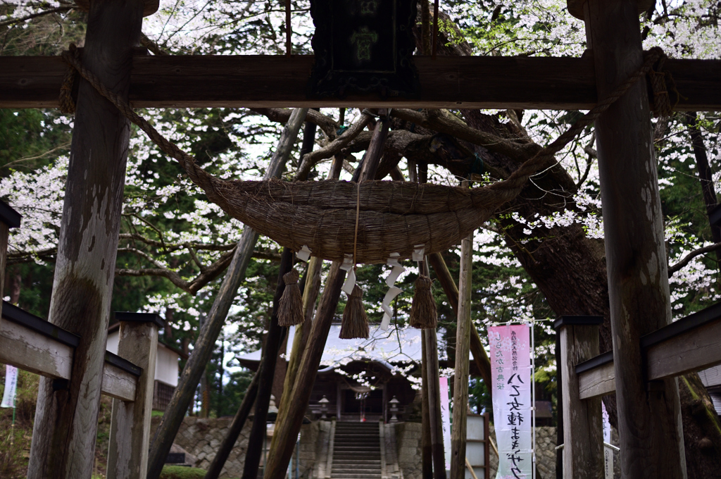 鳥居と桜