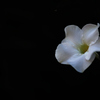 白いアデニウムの花
