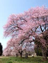 桜