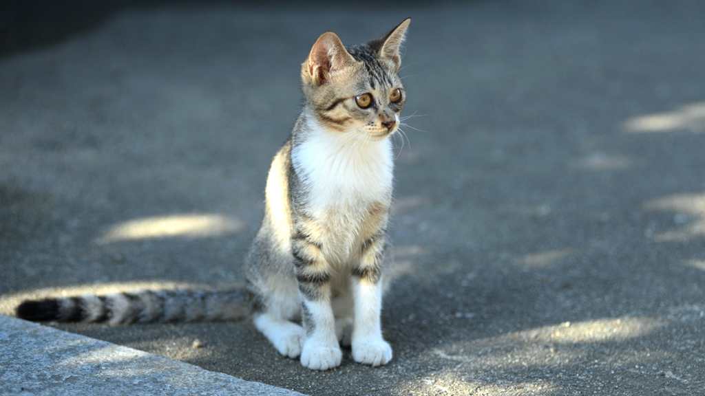 猫