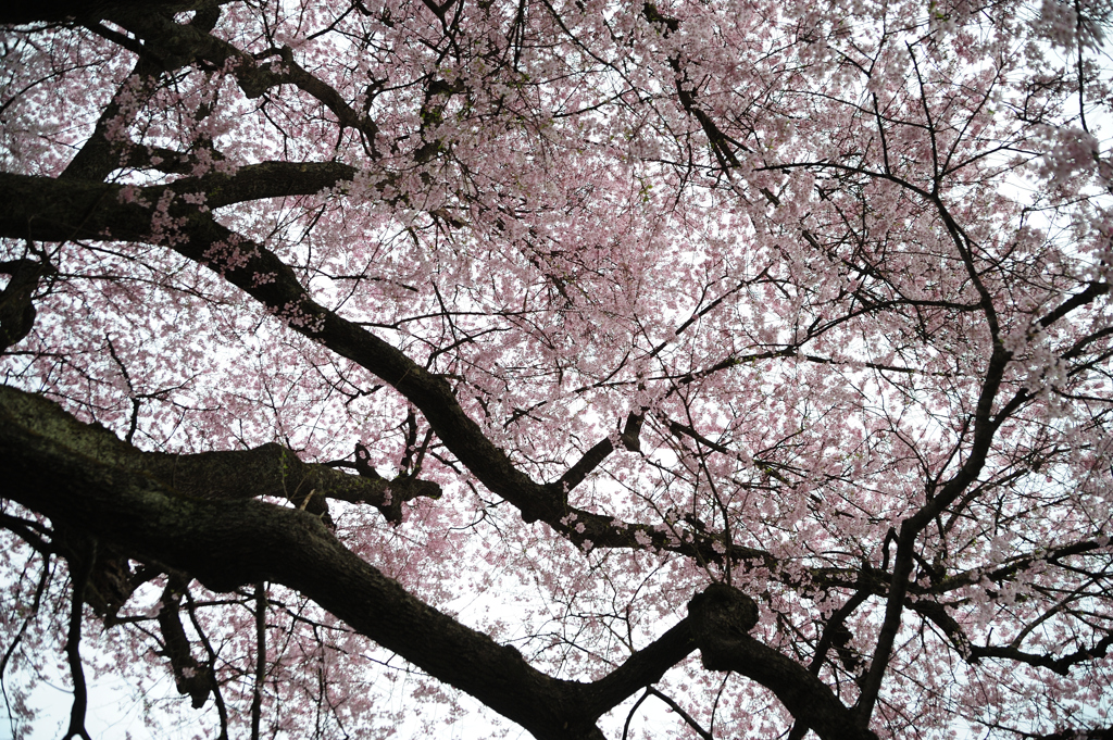 称名寺の桜