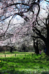 釜の越の桜