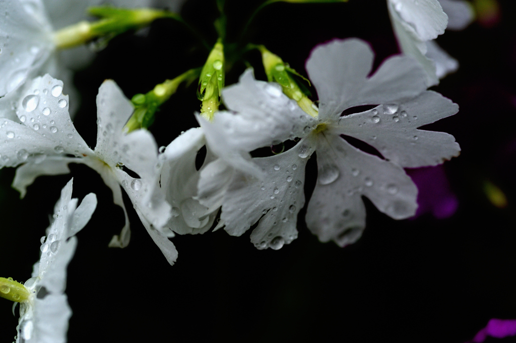 雨、花。