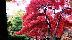 もみじ公園