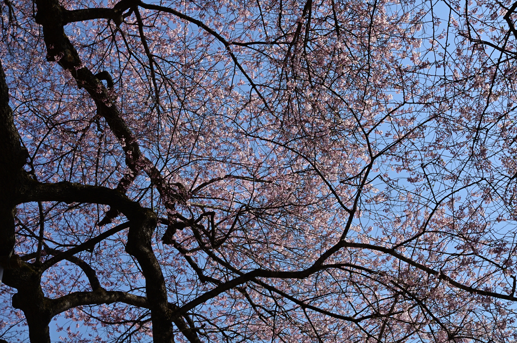 桜と青空