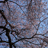 桜と青空