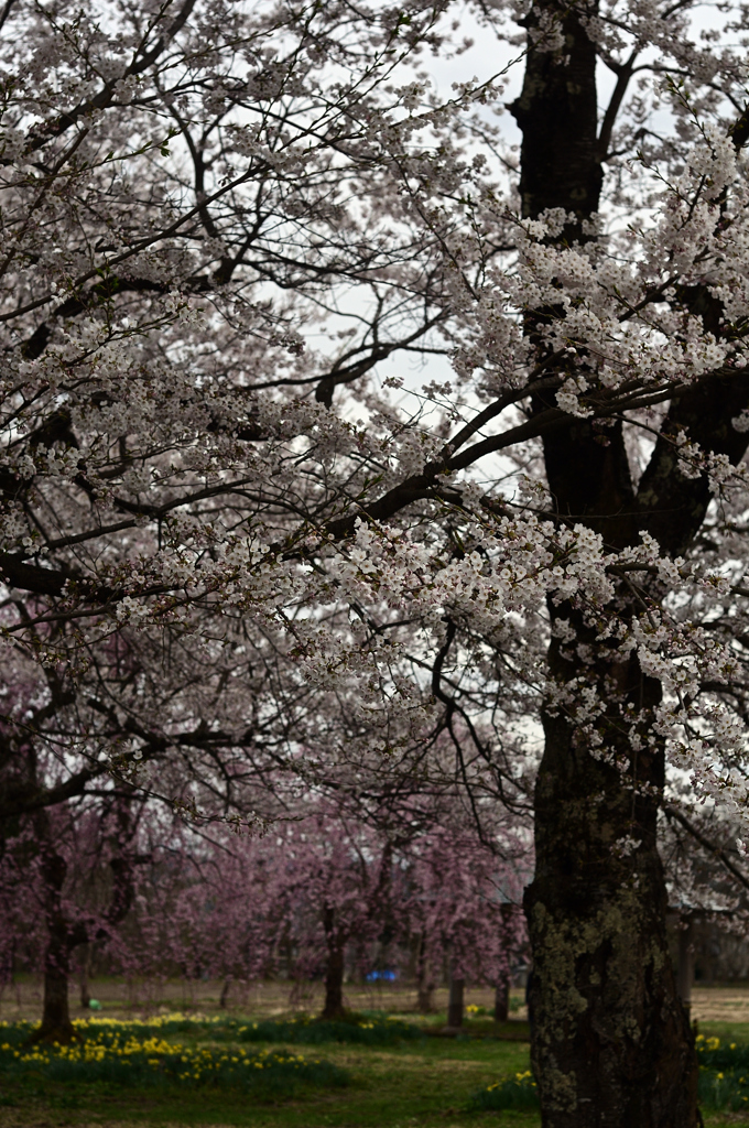 １２の桜