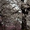 １２の桜