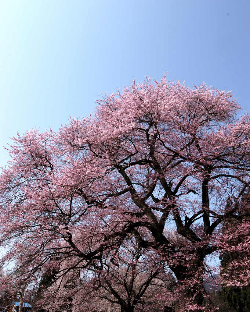 桜