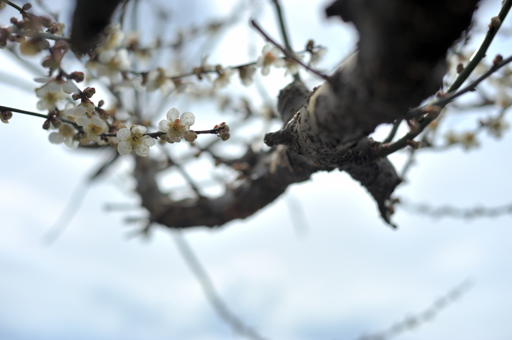 梅の花