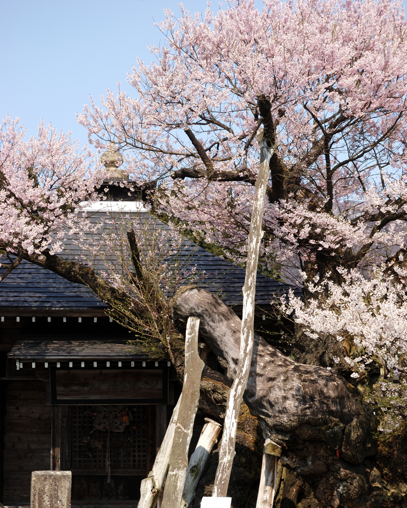 薬師桜