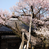 薬師桜