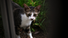 猫