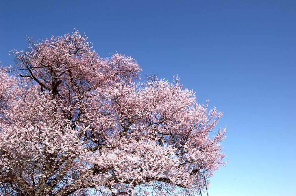 桜