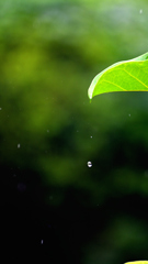 大雨