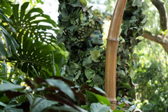 植物の女神