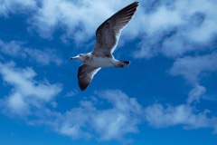 海鳥