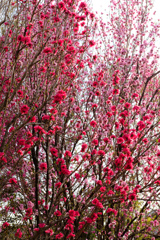 花桃