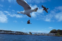 餌を待つ海鳥