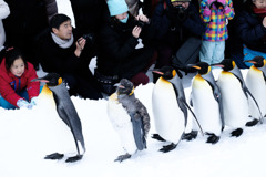 ペンギンのムカデ競走