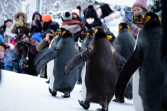 ペンギン代表