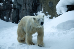 のほほんとシロクマさん