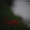 彼岸花２