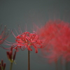 彼岸花４