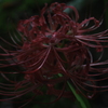 彼岸花