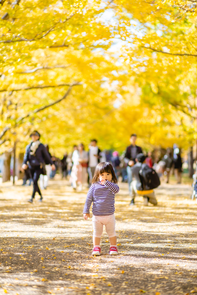 いちょう並木