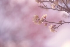 梅の香や