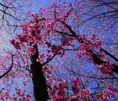 sakura