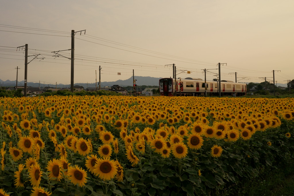 夕焼け、ひまわり、各駅停車
