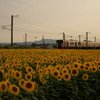 夕焼け、ひまわり、各駅停車