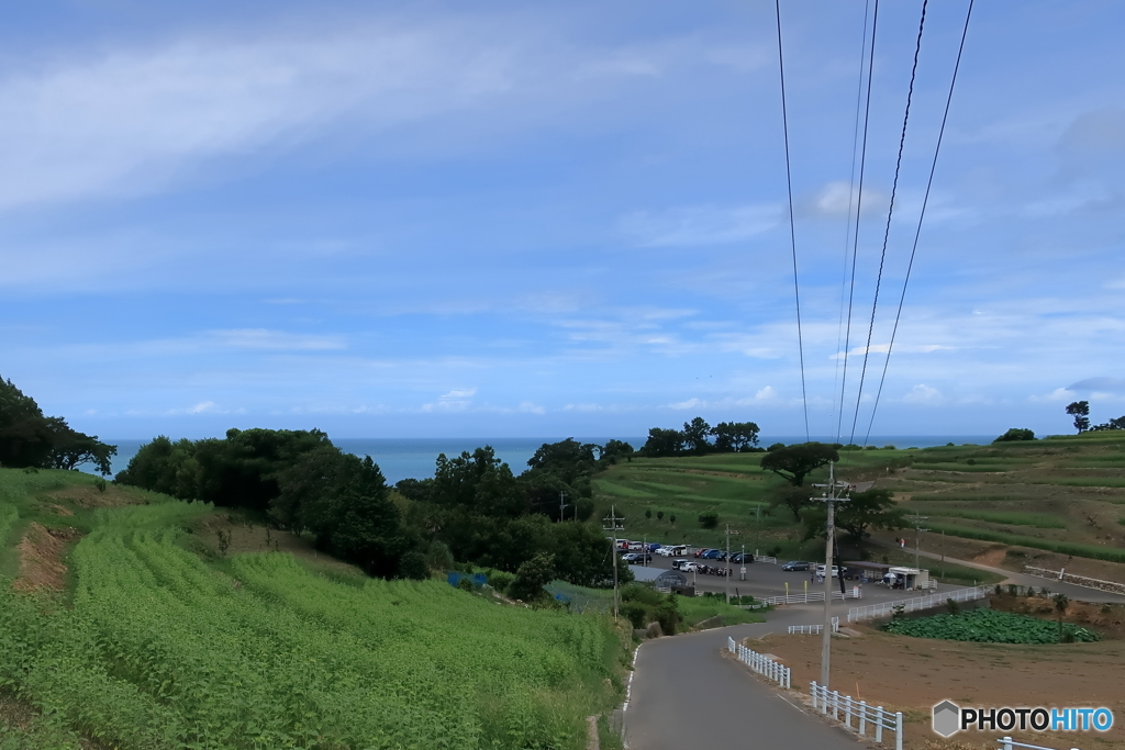 ひまわり開花前