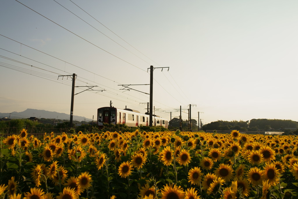 ひまわりと電車