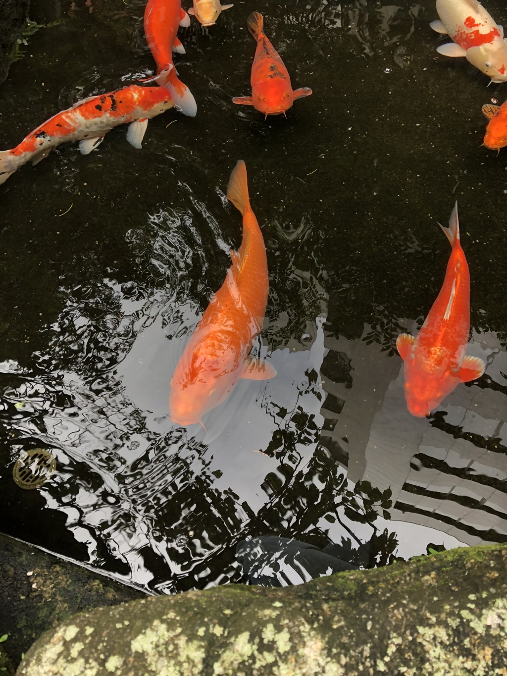 天神様の錦鯉