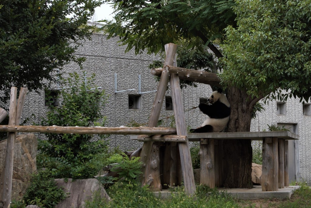 王子動物園にもジャイアントパンダがいます！