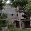 王子動物園にもジャイアントパンダがいます！