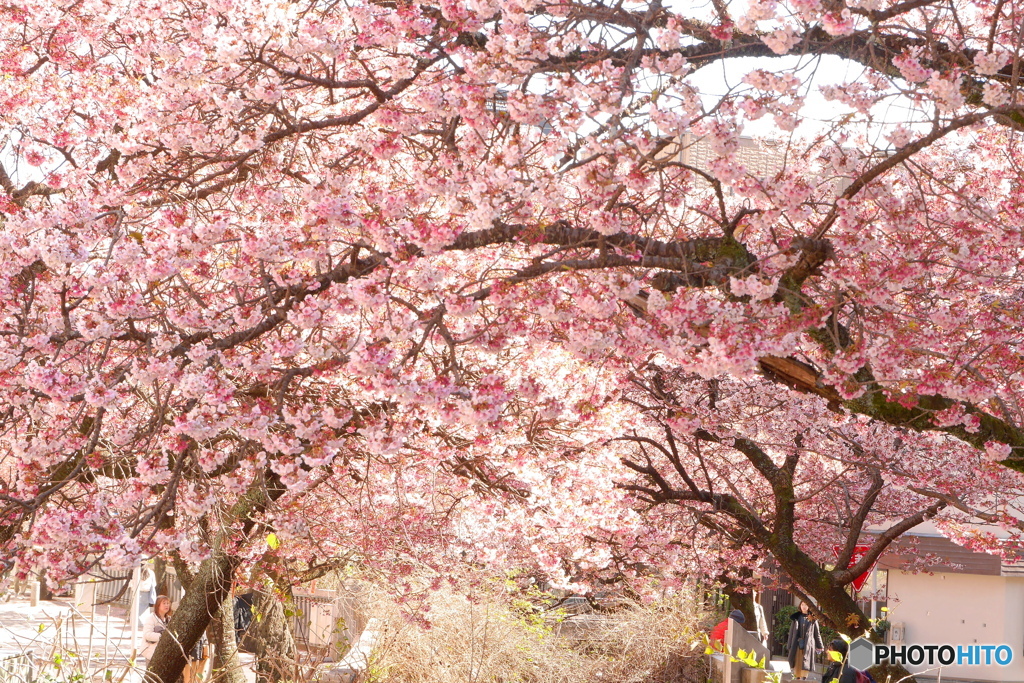熱海桜