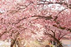 熱海桜