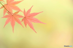 溶けいるように