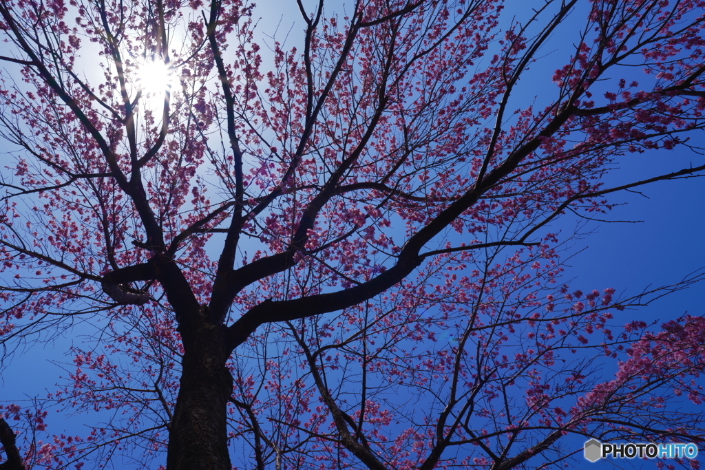 枝垂れ桜