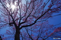 枝垂れ桜