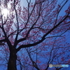 枝垂れ桜