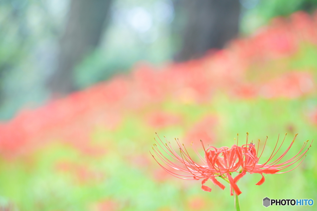 権現堂曼殊沙華祭り　初日