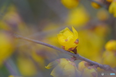 新春の香り