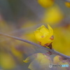 新春の香り