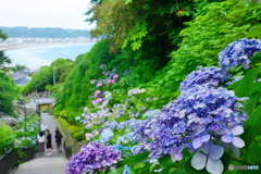 あじさいと海